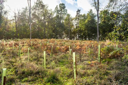 Foto: Junge Baumtriebe